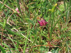 Trifolium hydrophilum