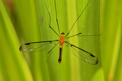 Aurotipula clara