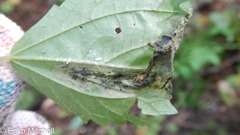 Agromyza diversa