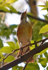 Turdus rufopalliatus