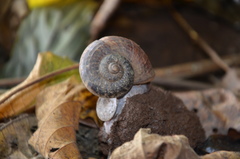 Cyclophorus semisulcatus