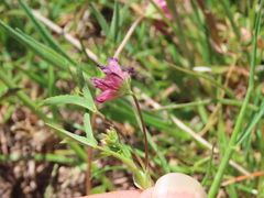 Trifolium hydrophilum