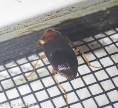 Trichotichnus vulpeculus