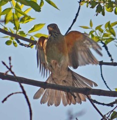 Turdus rufopalliatus