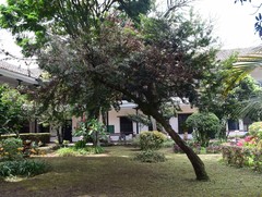 Podocarpus oleifolius