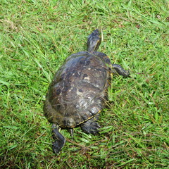 Trachemys venusta