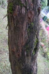 Podocarpus oleifolius