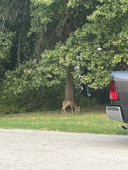 Odocoileus virginianus