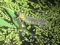 Ictinogomphus pertinax