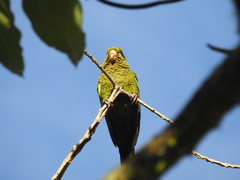 Pyrrhura hoffmanni