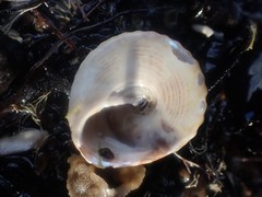 Coelotrochus viridis