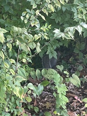 Sciurus carolinensis