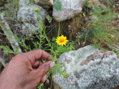 Xanthisma scabrellum