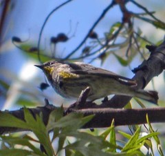 Setophaga coronata