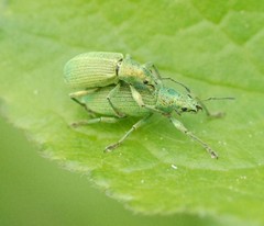 Polydrusus planifrons