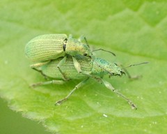 Polydrusus planifrons