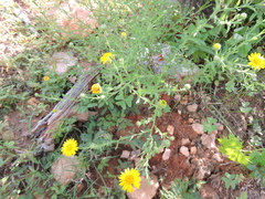 Xanthisma scabrellum