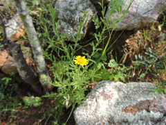 Xanthisma scabrellum