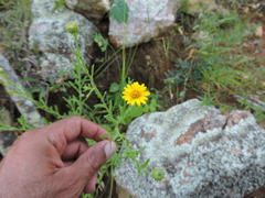 Xanthisma scabrellum