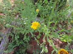 Xanthisma scabrellum