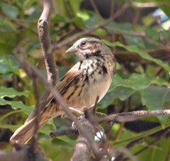 Melospiza melodia