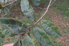 Psidium guajava