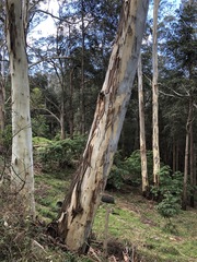 Eucalyptus deanei