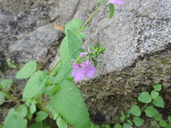 Stachys tenerrima