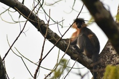 Trachypithecus pileatus