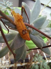 Anthophiloptera dryas