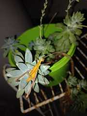 Anthophiloptera dryas