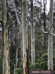 Eucalyptus deanei