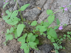 Stachys tenerrima
