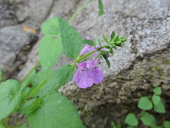 Stachys tenerrima
