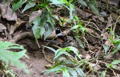 Psolodesmus mandarinus mandarinus