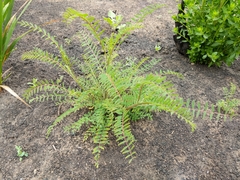 Astragalus trichopodus