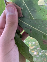 Stigmella quercipulchella
