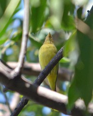 Piranga ludoviciana