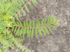 Astragalus trichopodus
