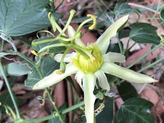 Passiflora herbertiana herbertiana