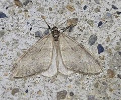 Lepidoptera