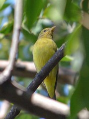 Piranga ludoviciana