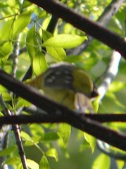 Piranga ludoviciana
