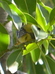 Piranga ludoviciana