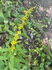 Solidago
