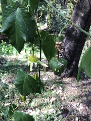 Passiflora herbertiana herbertiana