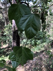Passiflora herbertiana herbertiana