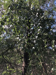 Passiflora herbertiana herbertiana