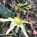 Passiflora herbertiana herbertiana - Photo (c) helen_y,  זכויות יוצרים חלקיות (CC BY-NC), uploaded by helen_y