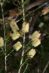 Melaleuca parvistaminea